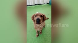 Smart golden retriever says 'mama' at owner's request