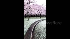 Netherlands: Cherry Blossoms In Amsterdamse Bos Park Get Dusting Of Snow