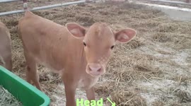 #cute calf #cow #moving calf #lovely calf #Korean countryside #cattle shed
