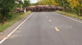 Spectacular moment more than 100 wild elephants cross road in Thailand