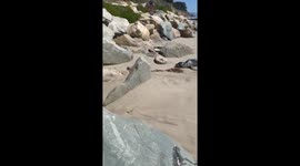 Seal pup in Santa Barbara on beach.  Approached us and said hello