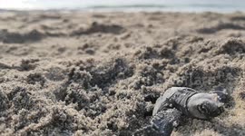 Record of turtle hatching on shore and going to sea
