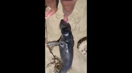 Seal pup puts his head on my foot to say thanks for making sure he was ok