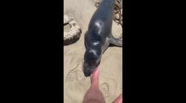 Seal pup encounters my foot on the beach.  He was playful and seemed to be thanking us for stopping by