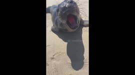 Cute baby seal on beach saying hello, let’s play!  Amazing encounter