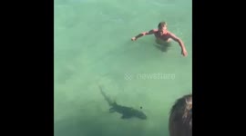US man dives into sea to unhook shark from fishing line