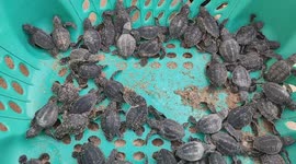Turtle hatching in silver beach cuddalore