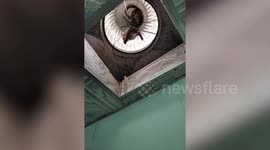 Cat spins round on ceiling fan after getting stuck while playing