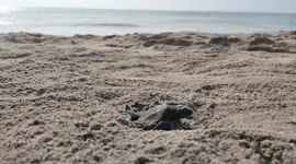 Turtle hatching cuddalore silver beach