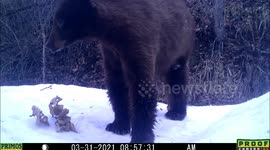 Bear in snow lifts slap of ice from pond March 31, 2021 being the first bear of the year on video.