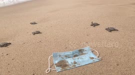 Sea turtles dodging used masks on their way to reach the sea for their first time
