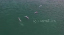 Rare pink Indo-Pacific humpbacked dolphins spotted off southern China