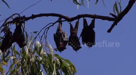 Thousands of bats! A Little Red Flying Fox colony disturbed by a lawn mower.