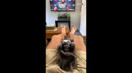 'Dad and Cat Enjoying UFC Sunday with Jack Daniel's (Cute)'