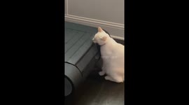 Carefree cat uses treadmill as a neck massager