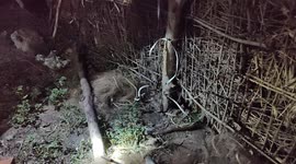 Rat snake trapped in a fish net