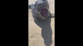 California beachgoers nurse seal pup on the beach ... then THIS happened