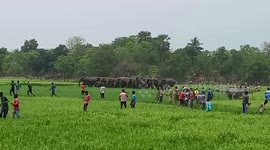 Strong video shows herd of elephants destroy crops and plantations in eastern India