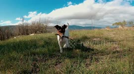 Small dog holds stick in mouth hapilly walking over grass field in slow motion.