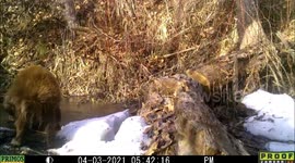 A mother black bear and her year old cub enter and exit the very cold water of a pond with snow on the ground in Idaho.