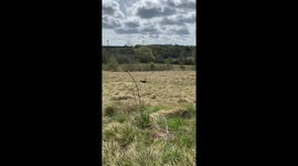 Happy dog gets the zoomies as she runs around in the countryside.