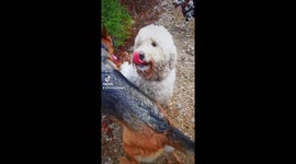Fluffy white dog gets covered in mud while out with dog walker
