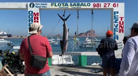 Pier, fishing port or pier of the tourist destination of the Sobalo fleet of Don Manuel Valdez dedicated to hunting and fishing for sailfish and Marlin Mazatlan, Sinaloa, Mexico .