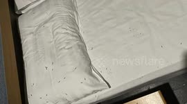 Hundreds of termites spotted scuttling around hotel room in southern China
