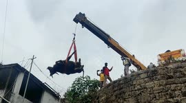 Injured gaur rushed to vets after falling into deep pit in south India