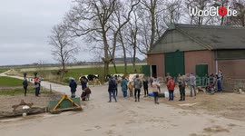 This herd of cows are not fans of the cold weather in the Netherlands