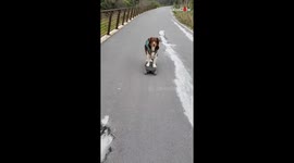 'Courageous Dog Rides a Skateboard on 2 Paws'