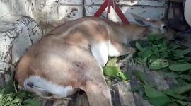 Wildlife officials treat deer wounded by stray dogs in central India