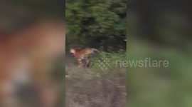 Intense moment tiger pounces towards jeep full of passengers in northern India