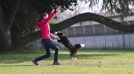 Border collie dog performs an amazing