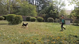 Dancing border collie dog performs amazing tricks a great distance with his owner