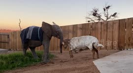 This orphaned elephant calf loves playing with sheep best friend in South Africa
