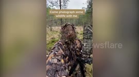 Swedish photographer is able to snap close-up pictures of fox cubs while wearing ghillie suit