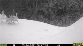 Bunny sniffs at a cotton wood twig then hops away on the snow at night.
