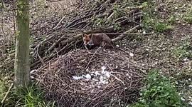 Fox and swan fight over egg in nest. Goose joins in. Fox retreats – for now.
