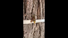 Terrifying Looking Hornet Moth