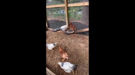 My chickens riding a merry go round I made