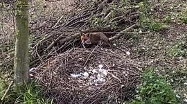 The egg, the fox, the swan – and the goose. Fox is driven away from nest,