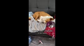 Try not to cry as rescue dog Sage overcomes fears to feel safe in her new home