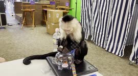 Cody and his Piggy Bank - Monkey depositing quarters in his piggybank.