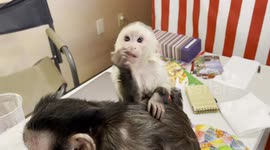 Baby Monkey Merlin Enjoying his Peanut Butter Snack.