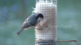 Coal tit takes lots of warm and soft dog fur from a peanut feeder for her nest.