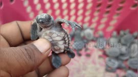 Only one in a hundred turtles were born with claws. This is so amazing. It happened in Cuddalore, the southern part of Tamil Nadu, India