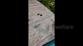 Spider Fight