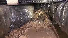Snake catchers film as they carefully remove 39 rattlesnakes from Texas home