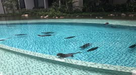 Otter family invades apartment block to go swimming in pool in Singapore